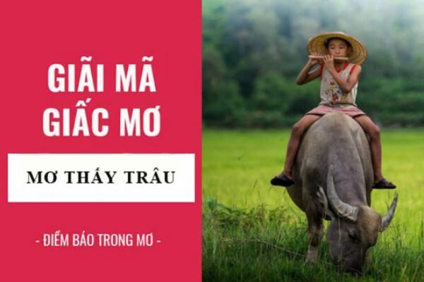 Giải đáp thắc mắc cho những đề thủ mơ trâu đánh con gì